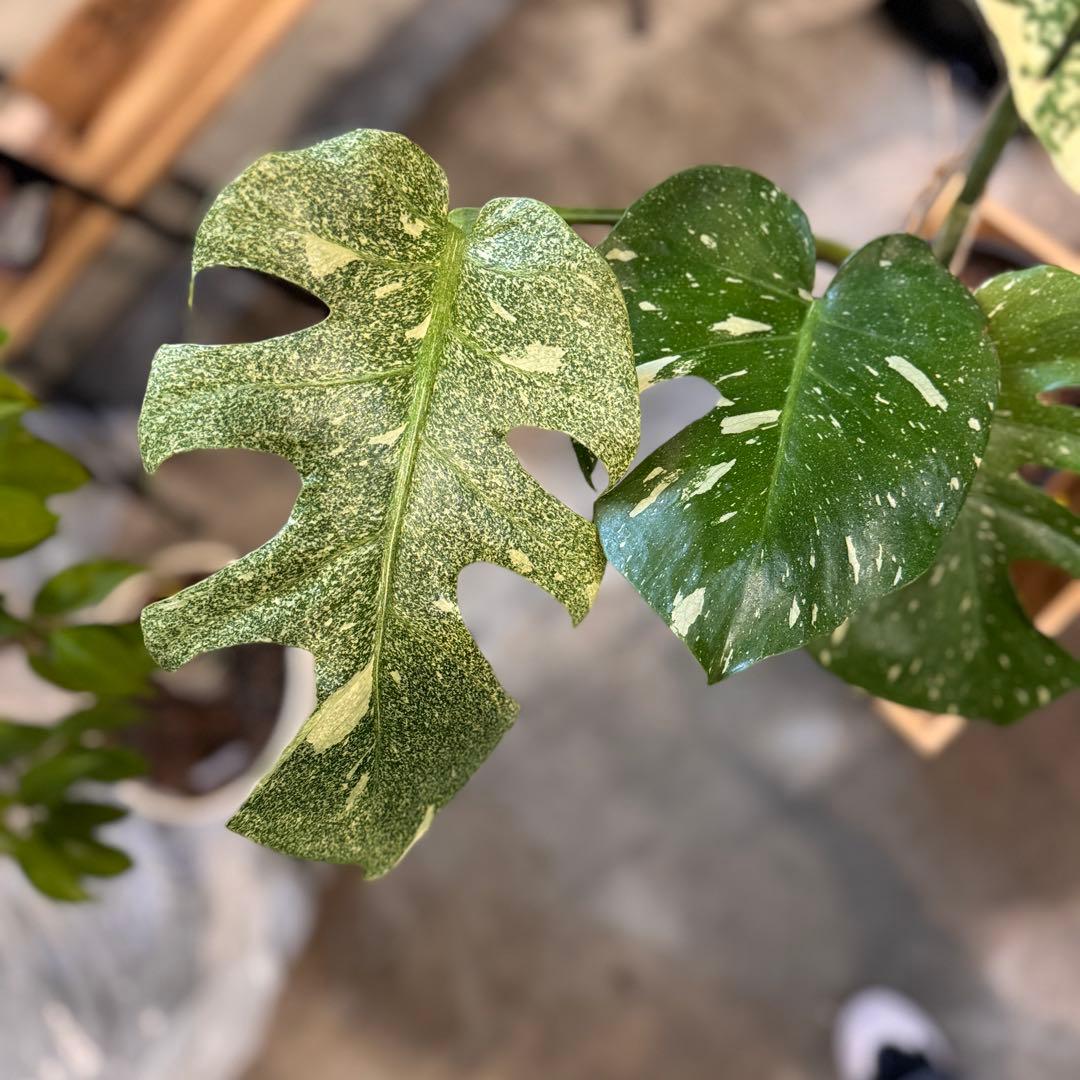 R*9様 5 モンステラ　タイコン　‘スターライト’ 厳選安定株