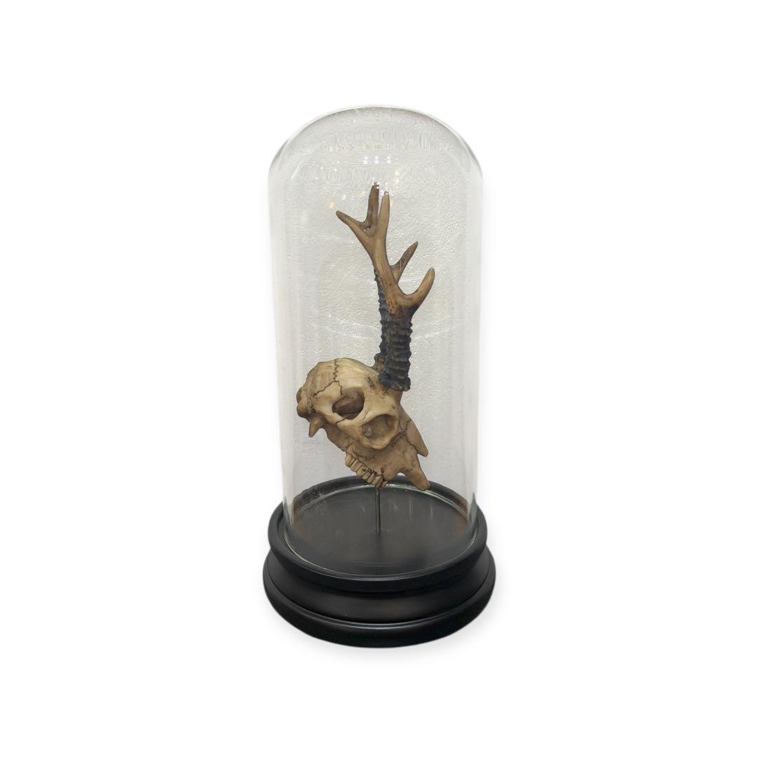 オブジェ-B Deer Skull Object -OJET シカ 送料込み