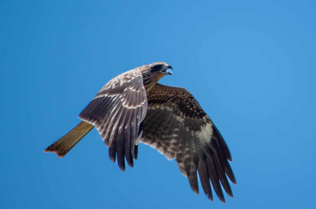 taktak【黒死病対策】【内臓電池交換】PENTAX K-30 青