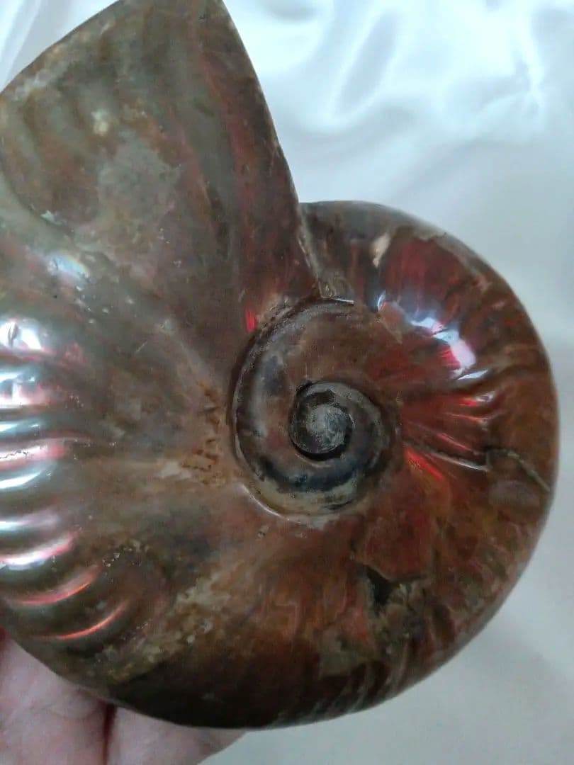 マダガスカル産 アンモナイト 化石 台座とオマケ付き