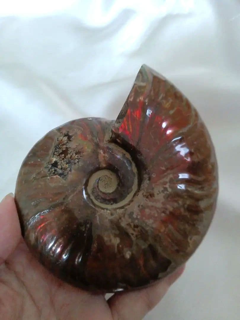 マダガスカル産 アンモナイト 化石 台座とオマケ付き