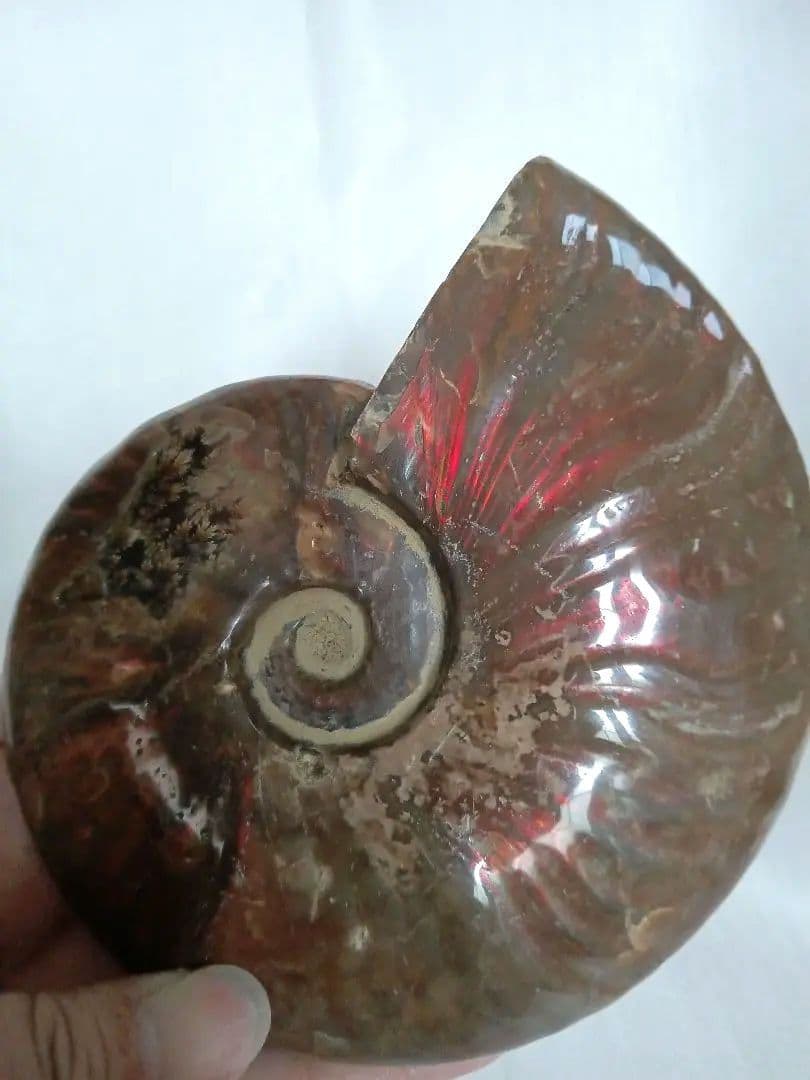 マダガスカル産 アンモナイト 化石 台座とオマケ付き