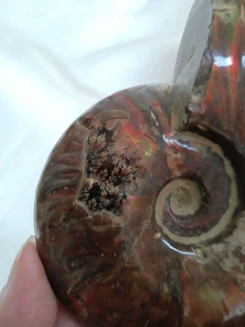 マダガスカル産 アンモナイト 化石 台座とオマケ付き