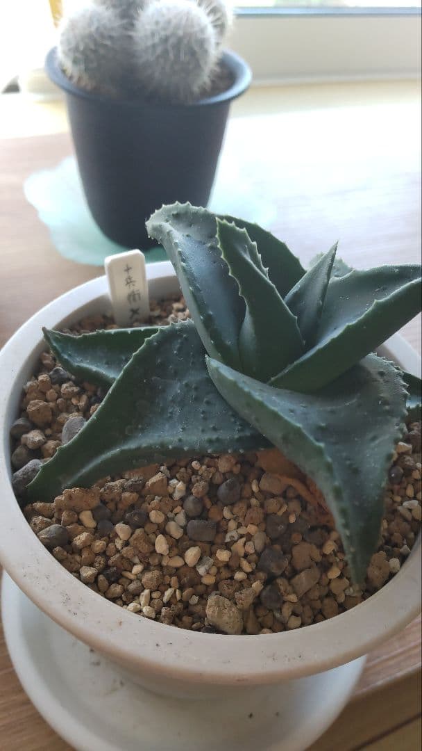 十兵衛×カスティロニアエ 植物