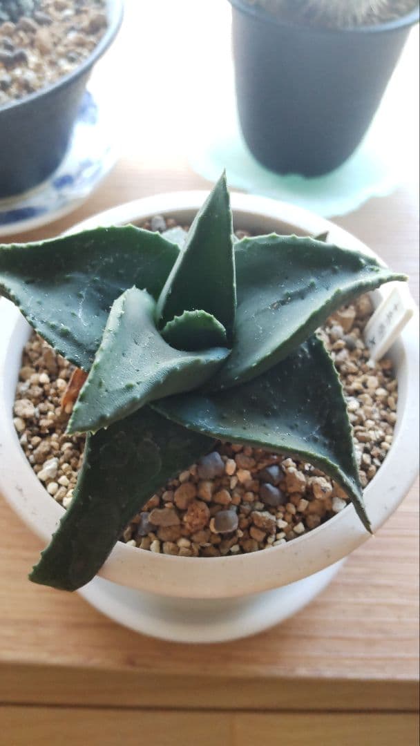 十兵衛×カスティロニアエ 植物