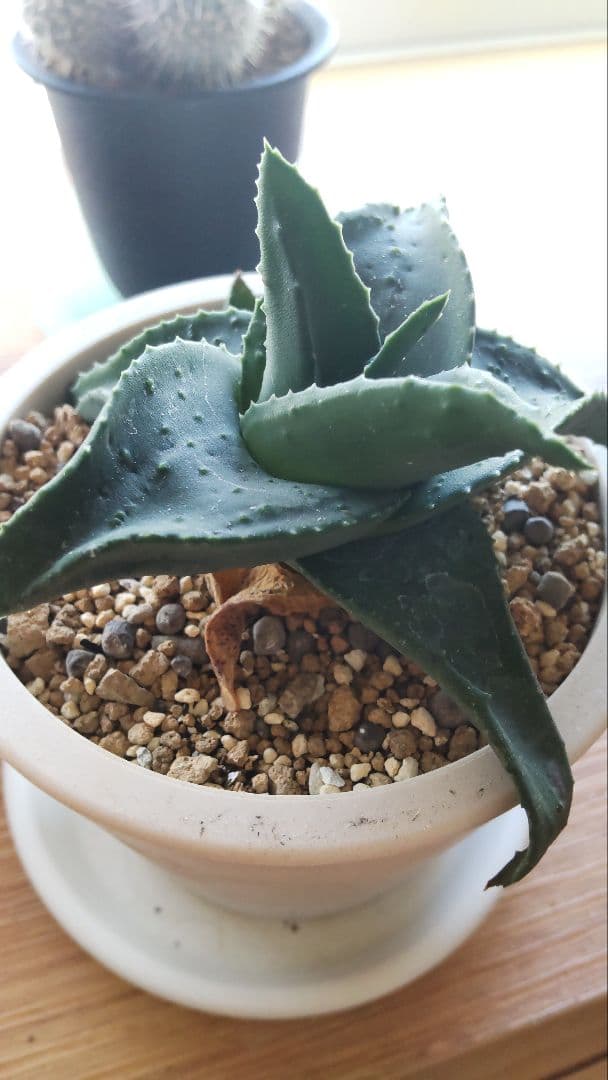 十兵衛×カスティロニアエ 植物