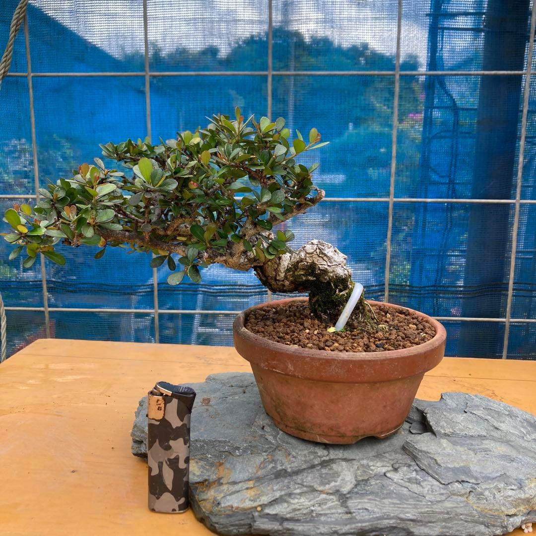 ハリツルマサキ(マッコウ)