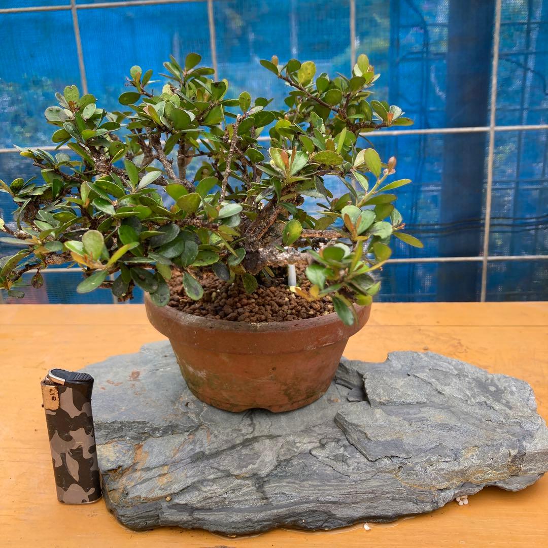 ハリツルマサキ(マッコウ)