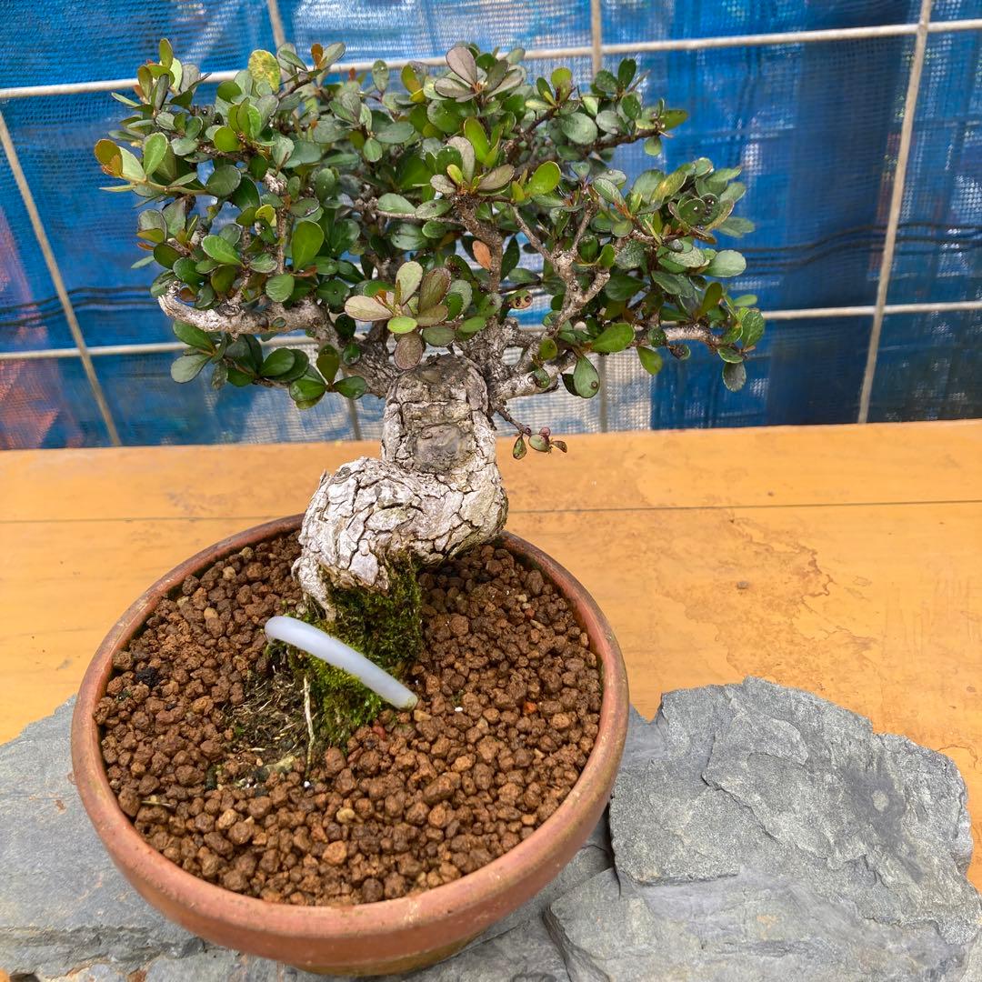 ハリツルマサキ(マッコウ)