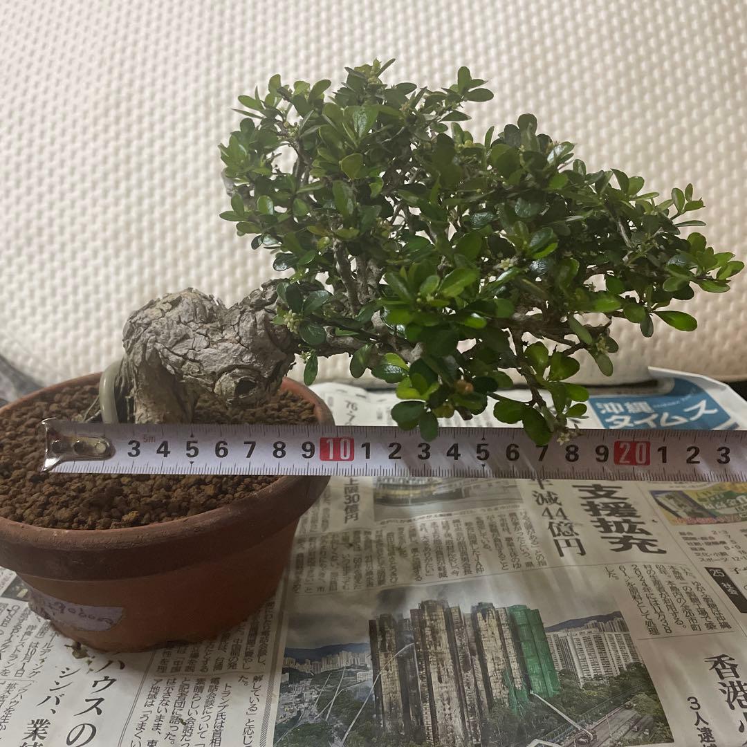 ハリツルマサキ(マッコウ)