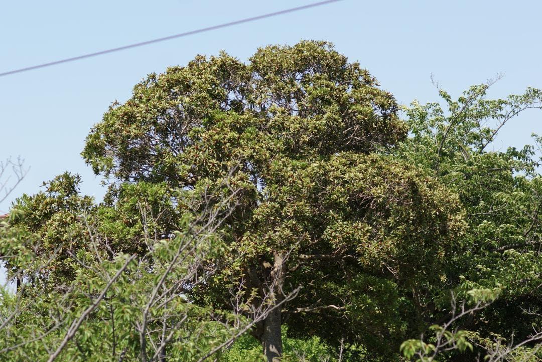 レンズ(単焦点) SONY MACRO 100mm F2.8 SAL100M28 #7384