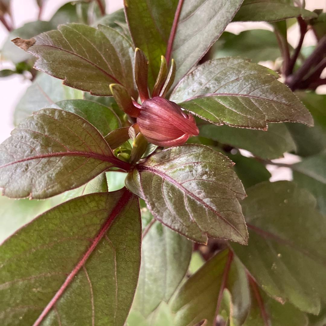 ダリア　チョコレート　アプリコット　① 軟質鉢※ラベルは違う色のがついています。