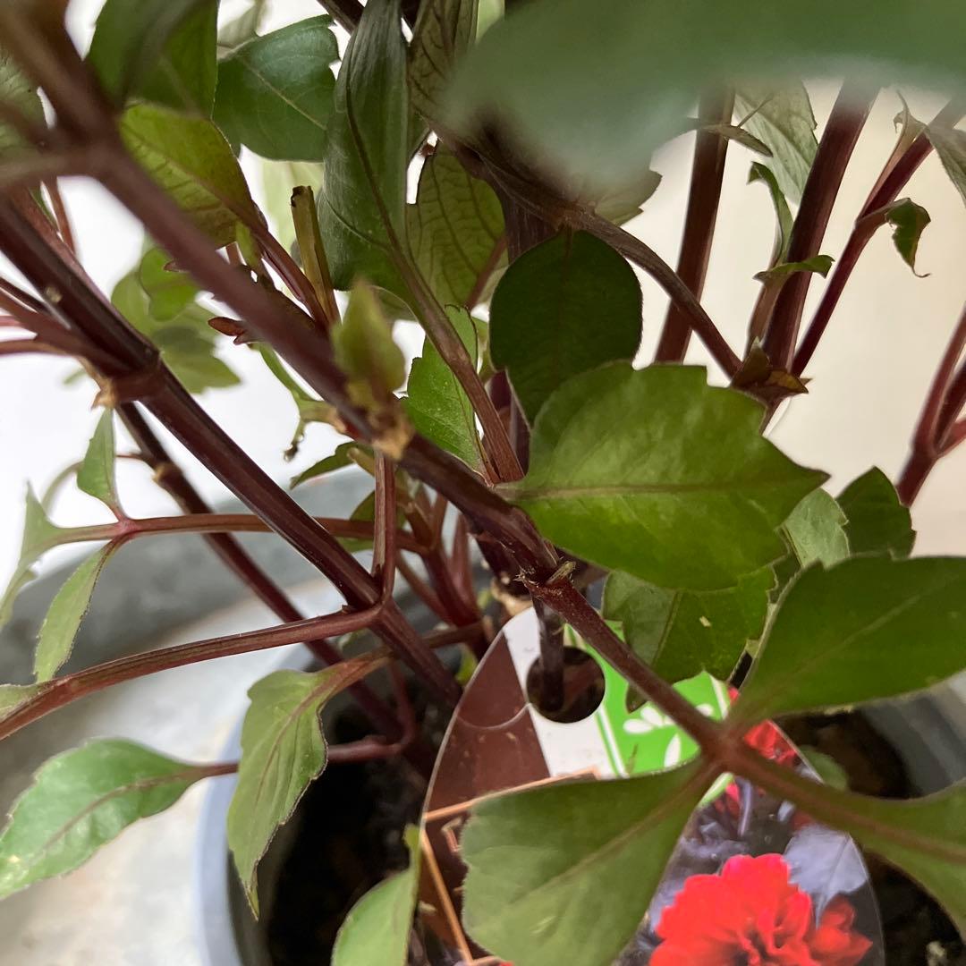 ダリア　チョコレート　アプリコット　① 軟質鉢※ラベルは違う色のがついています。