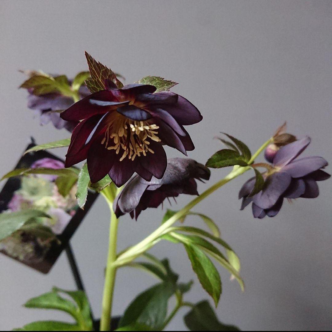 クリスマスローズ　ブラックdd　ウィンターシンフォニー　もうすぐ開花　蕾付