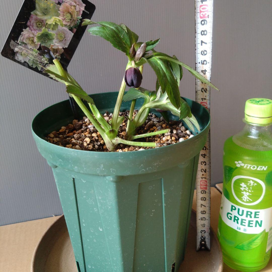 クリスマスローズ　ブラックdd　ウィンターシンフォニー　もうすぐ開花　蕾付