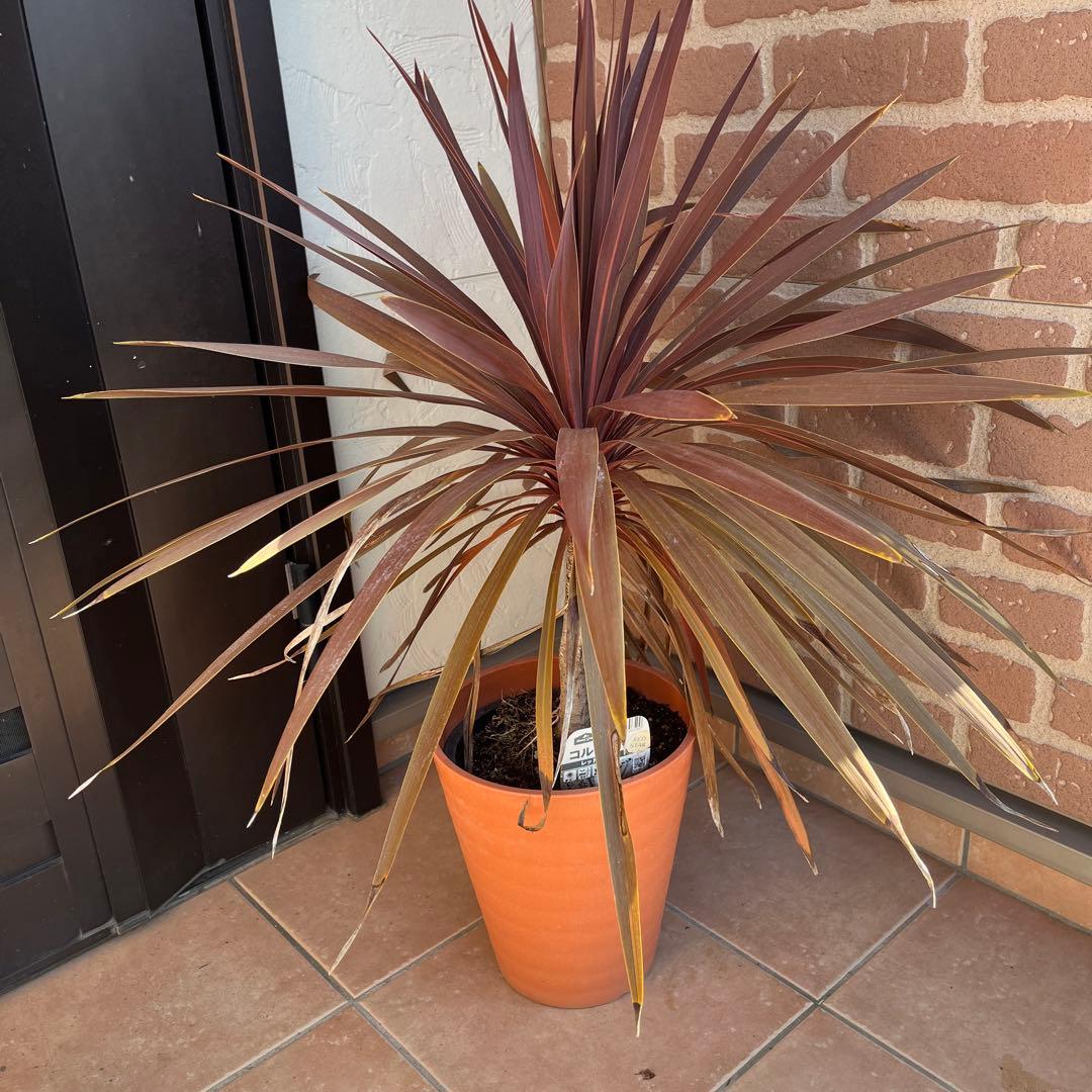 m*様 コルジリネ レッドスター 約70cm