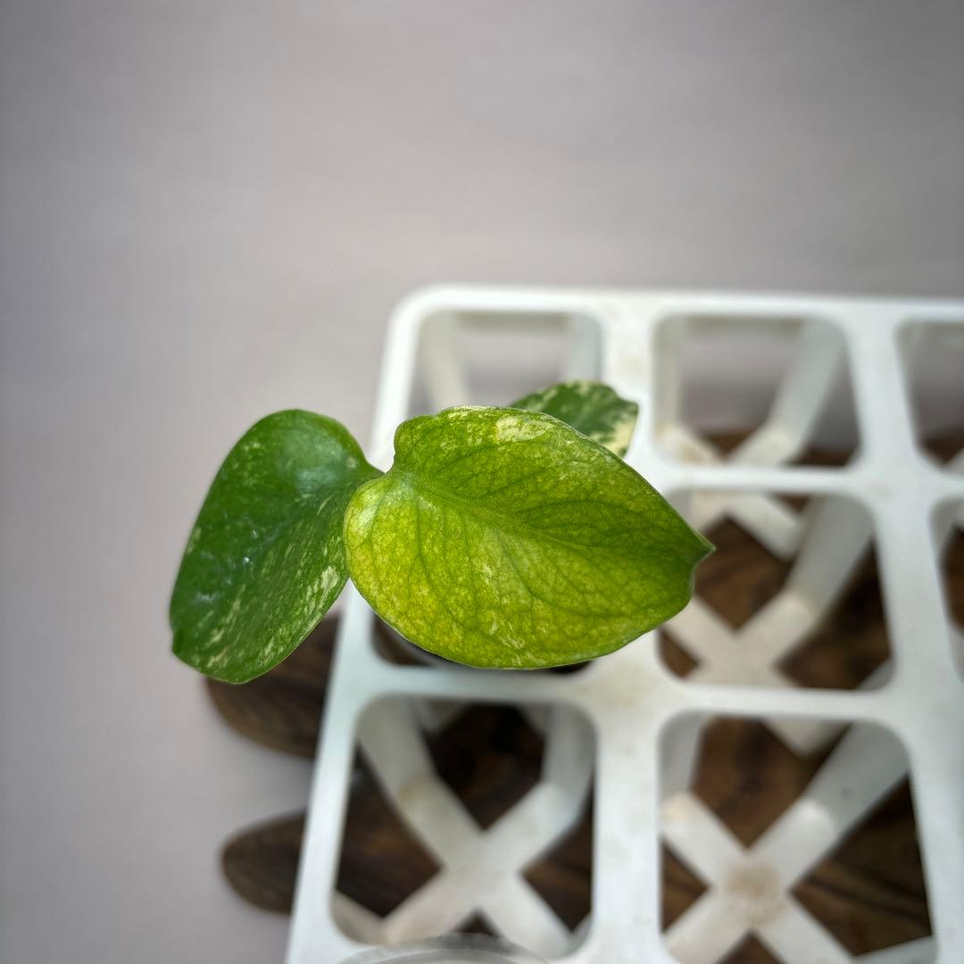 ち*え様 5株セットms54モンステラ バールマルクスフレーム