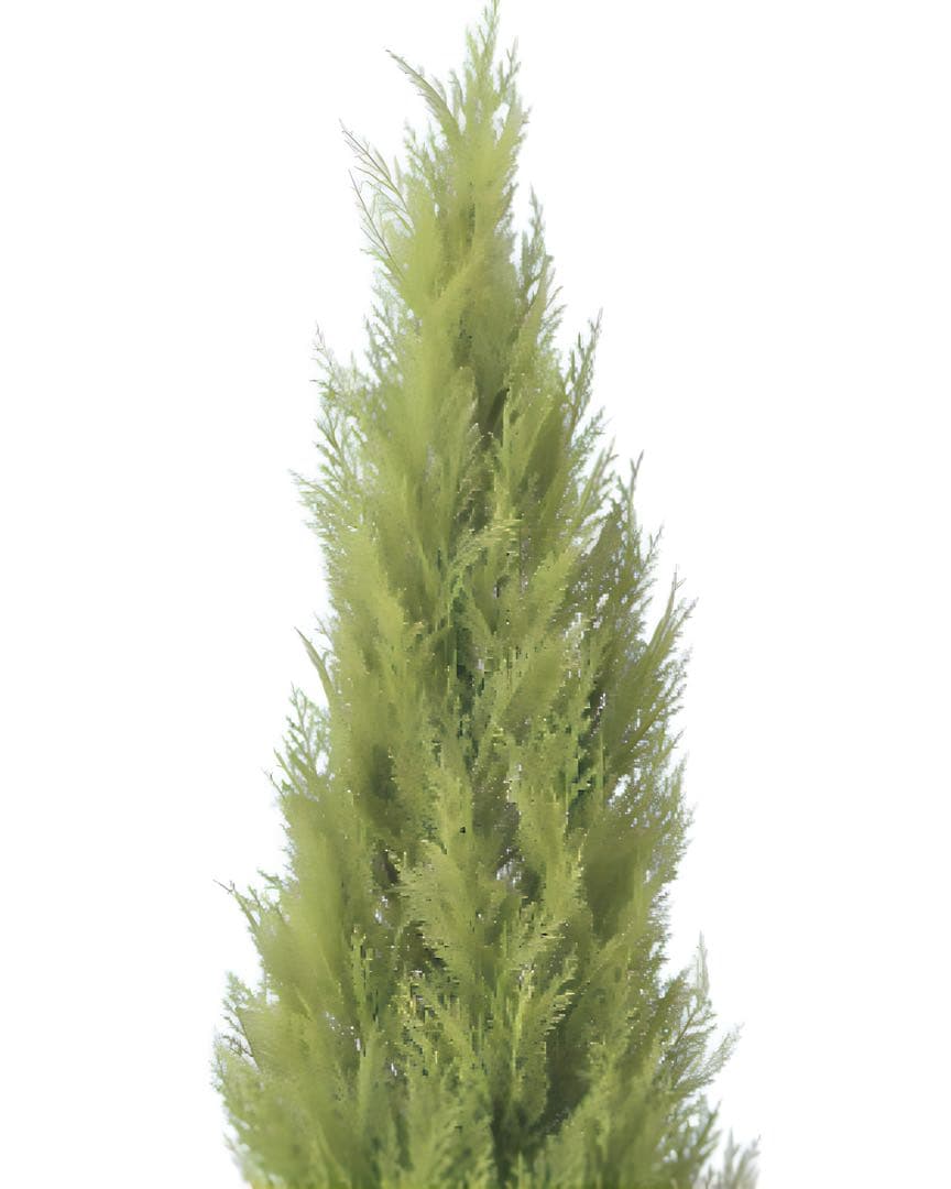 光触媒　人工観葉植物　フェイクグリーン　ゴールドクレスト1.35