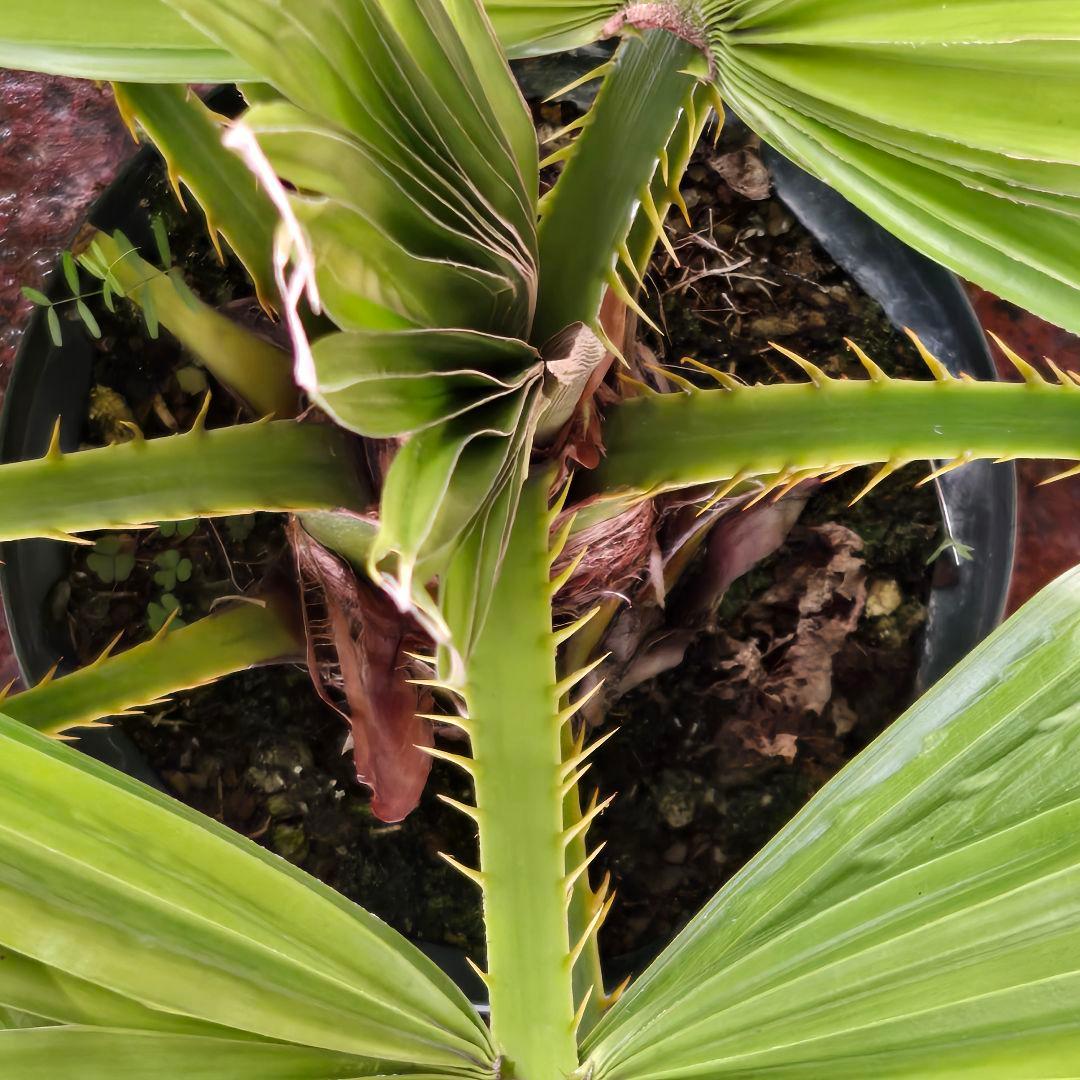 ✨️八丈島の椰子✨️ゆうパック着払い発送✨️