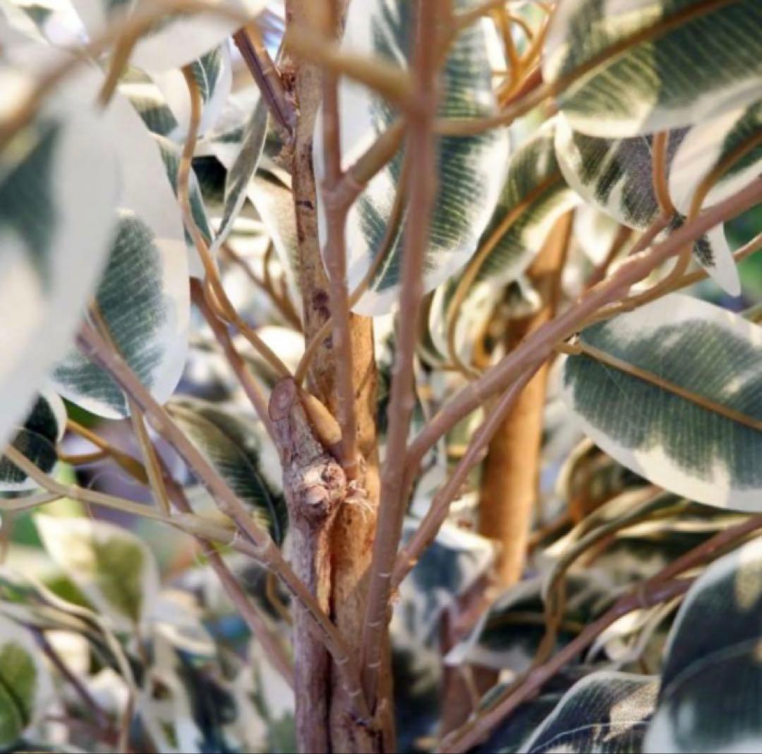 光触媒　人工観葉植物　ウォールグリーン　フェイクグリーン　ベンジャミンフィカスA