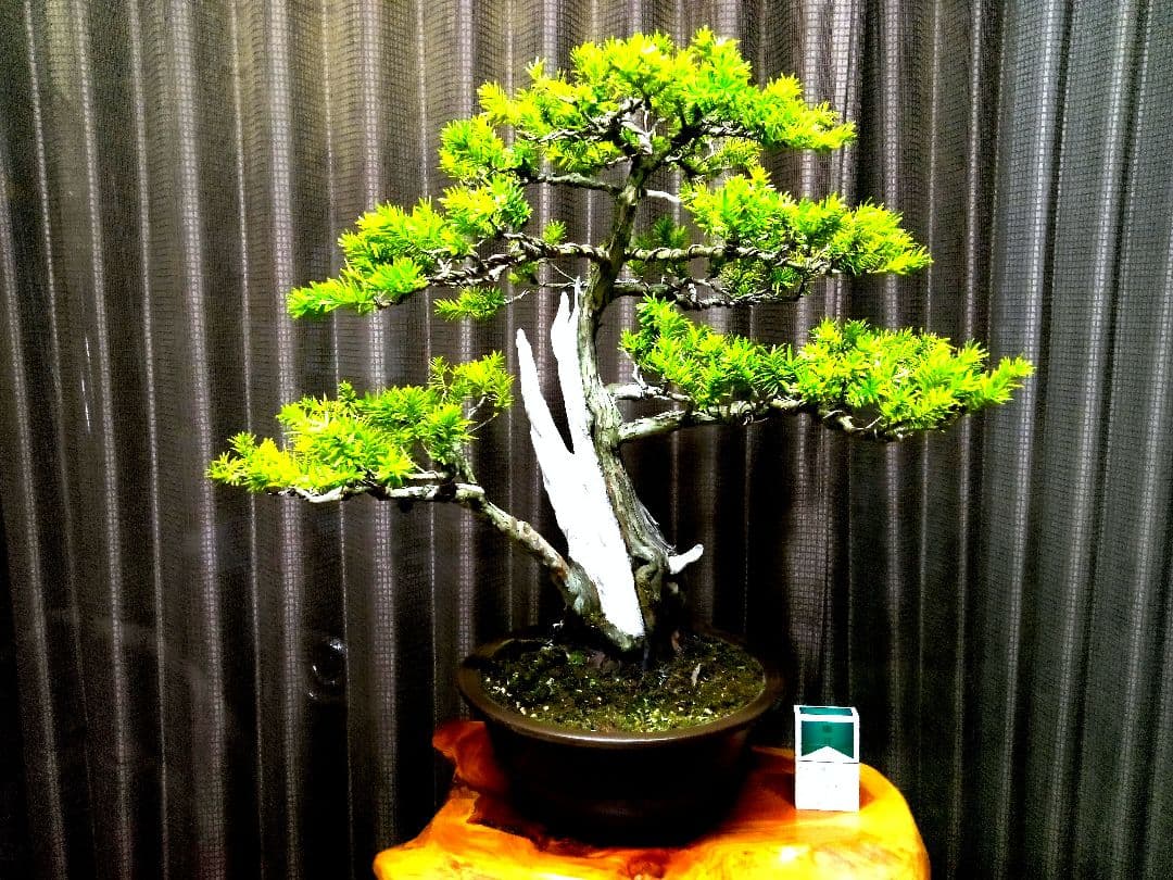 【樹高 53㎝ 一位盆栽】　　　　　⭕ゴエモン様、専用❗