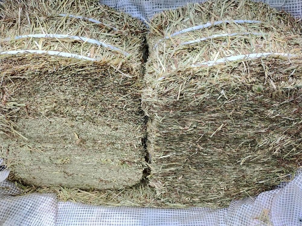 US産 チモシー 50kg ２番刈り ソフトSプレミアム