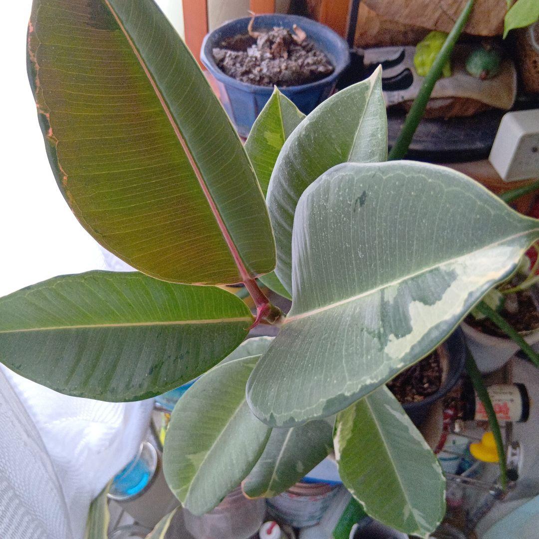 フィカス　エラスティカ　\"ドリーミーアサヒ\"