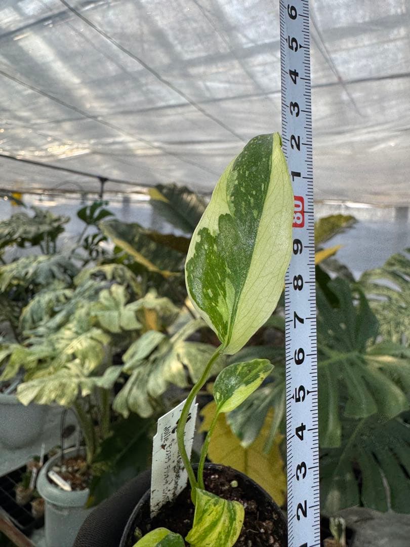 E3モンステラ　デリシオーサ　エレクトロライト　美斑入り株