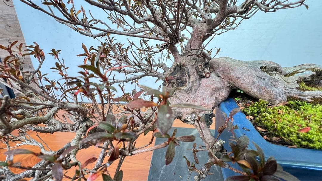 さつき　皐月盆栽　金采　半懸崖　サバ幹　横幅約50センチ