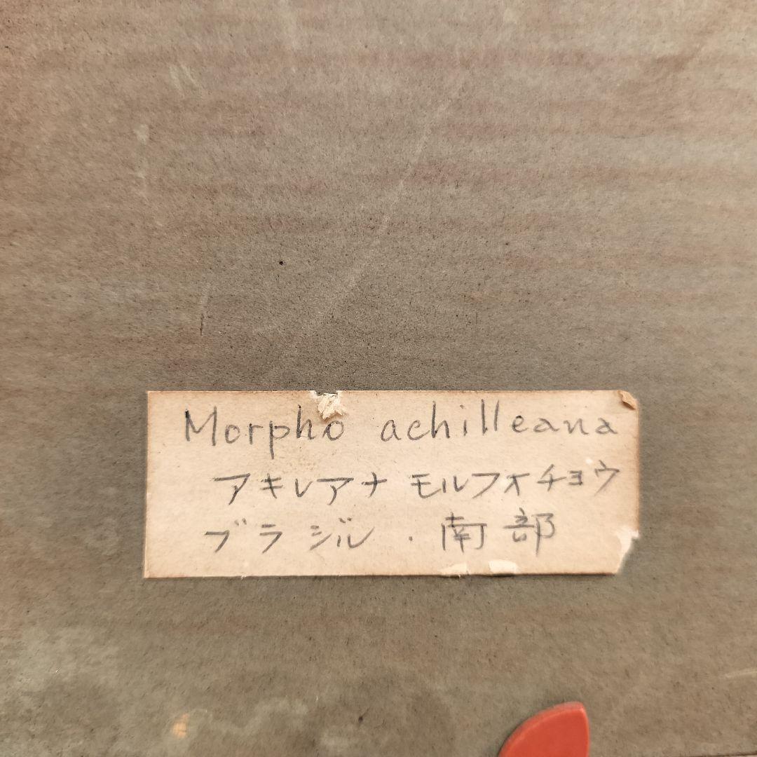 ヴィンテージアート 蝶の標本 モルフォ蝶