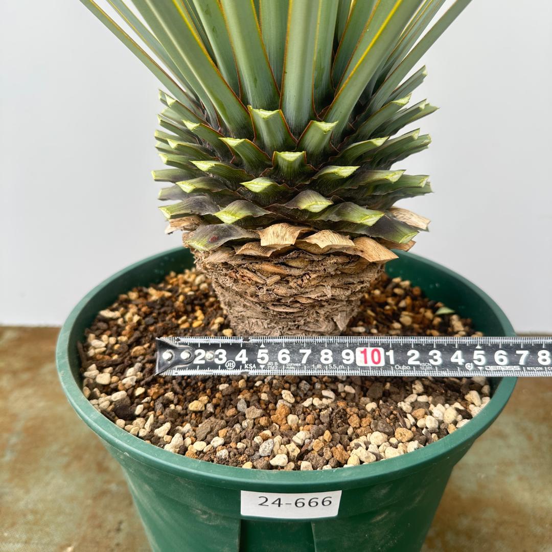 ユッカ　リギダ【24-666】