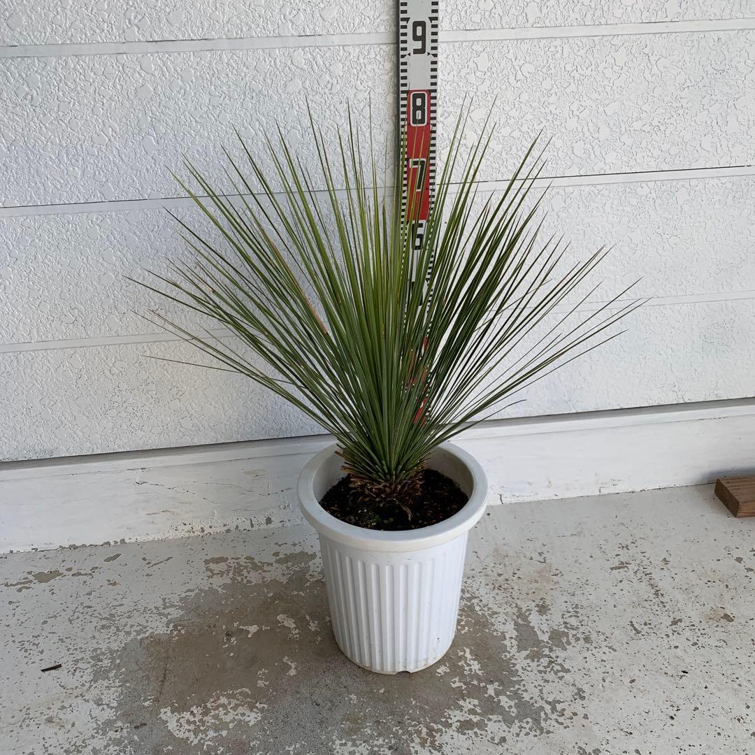 ユッカ　トンプソニアーナ　【鉢植え/ドライガーデン/ロストラータ】32