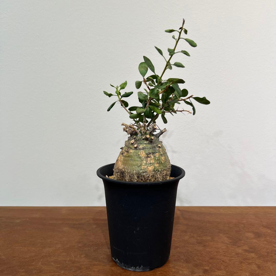 【丸型コレクション株】フォークイエリア コルムナリス 観峰玉 現地球 発根済