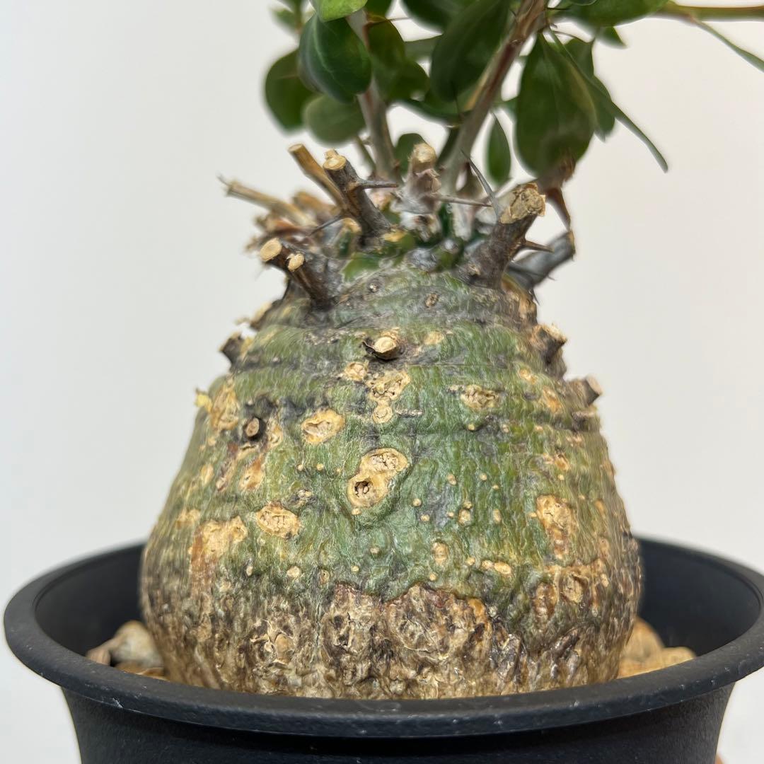 【丸型コレクション株】フォークイエリア コルムナリス 観峰玉 現地球 発根済