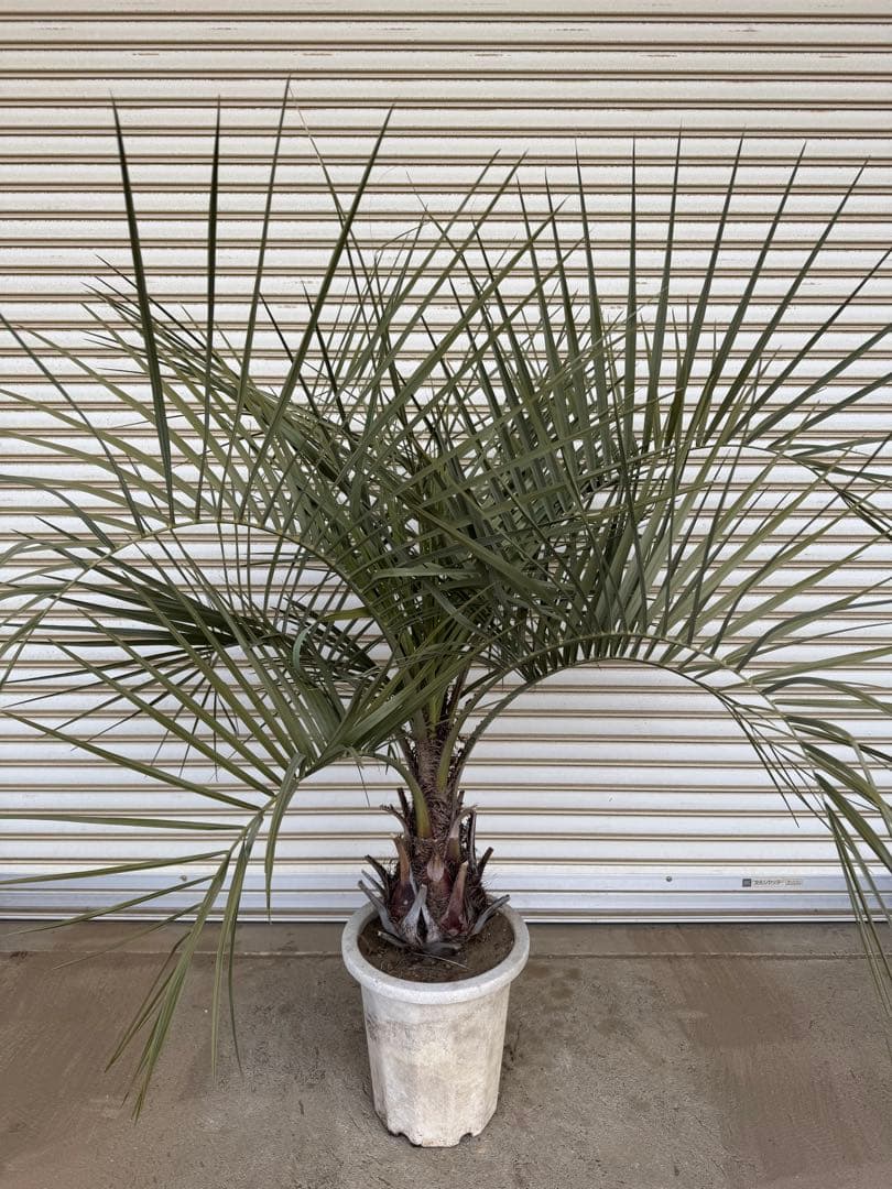 送料込み　ココスヤシ　シルバーリーフ　形状良　幹太　鉢植え　庭木　シンボルツリー