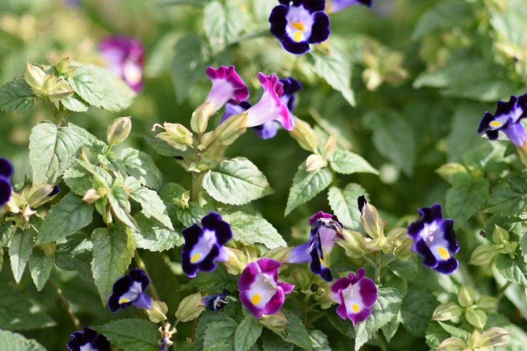 綺麗 Nikon AF NIKKOR 85mm F1.4D