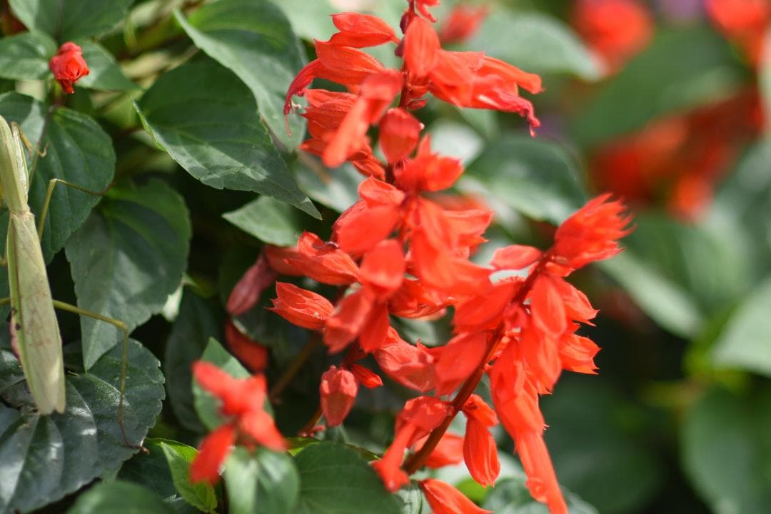 綺麗 Nikon AF NIKKOR 85mm F1.4D