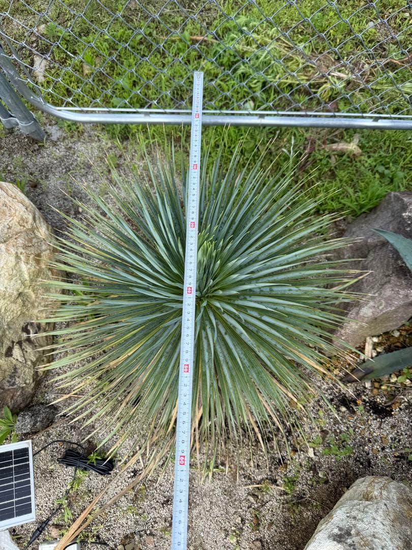 ロストラータ　極上株