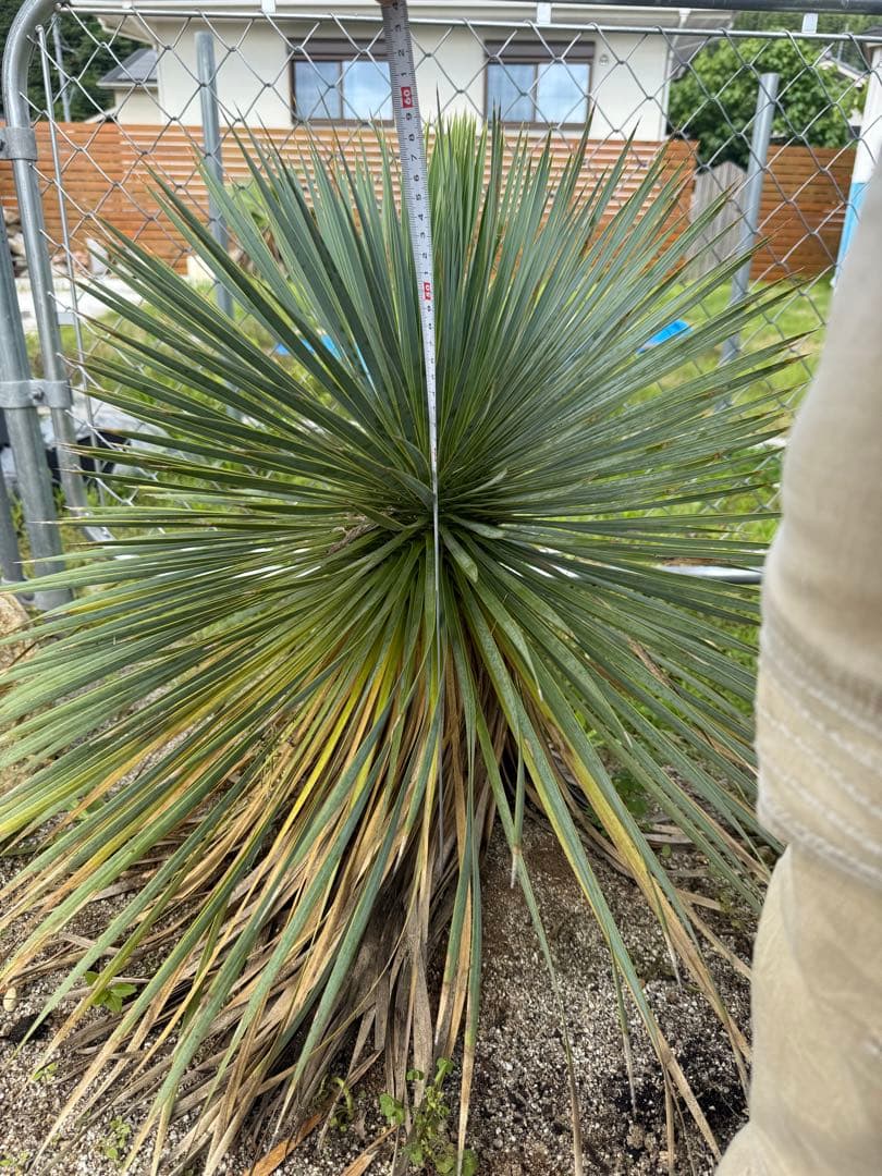 ロストラータ　極上株