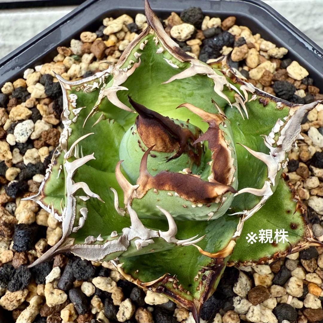 アガベチタノタ　MS-WV ② 【限定値下げ】