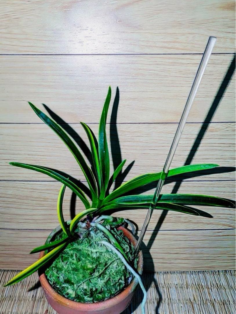 富貴蘭「天音（あまね）」（雄一無二の高知県野市町産赤花の縞覆輪）