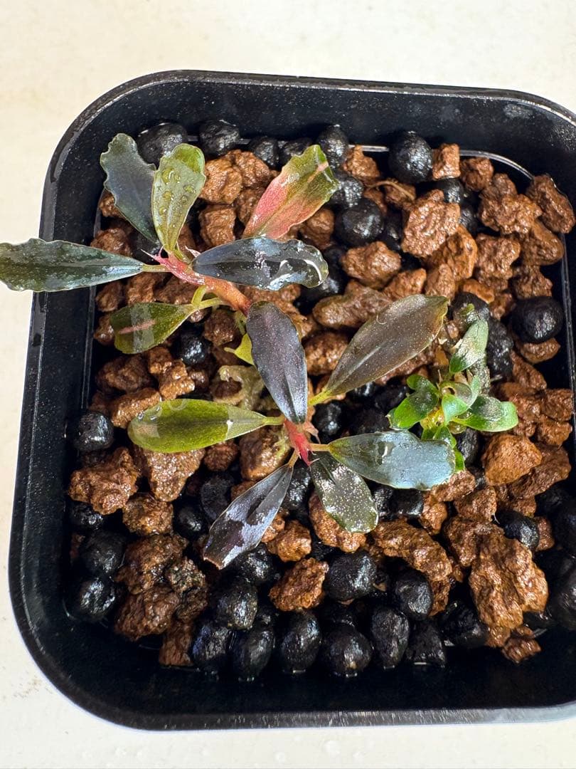 ブセファランドラ ゴーストカリマンタン 3株まとめて