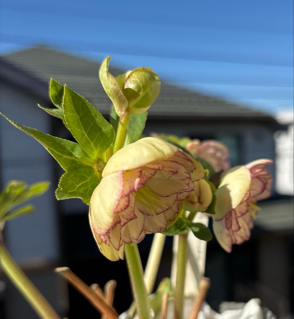 花 yama