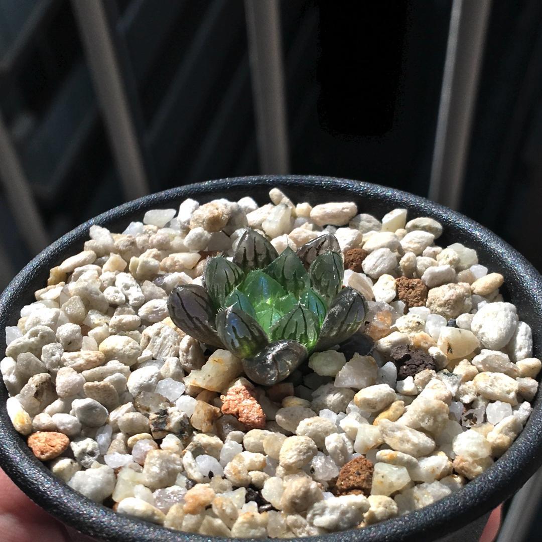 ハオルチア「出藍」 H. 'Shutsuran' 多肉植物