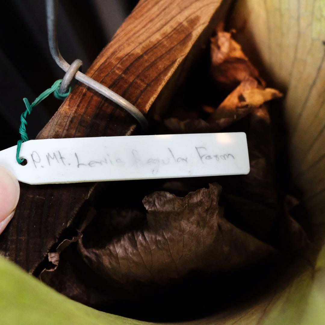 現品親株　ビカクシダマウントルイス　P.MtLewis Regularform