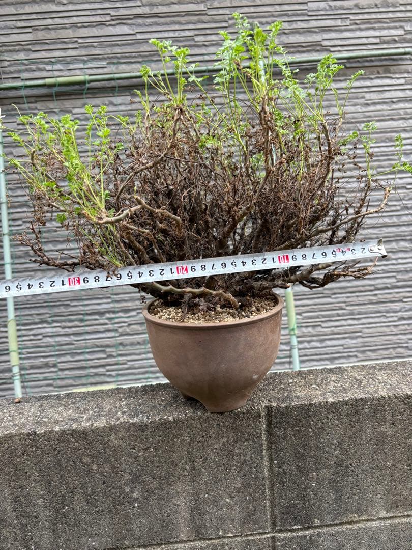 ペラルゴニウムアルテルナンス　塊根植物　コーデックス 大株