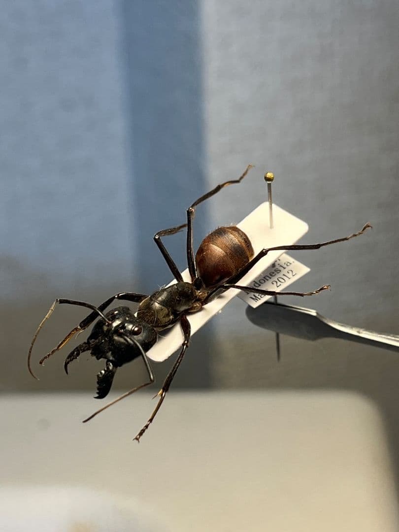 【蟻最大級】ギガスオオアリ 標本