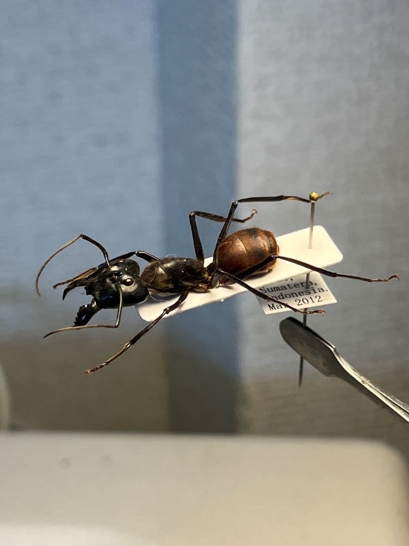 【蟻最大級】ギガスオオアリ 標本