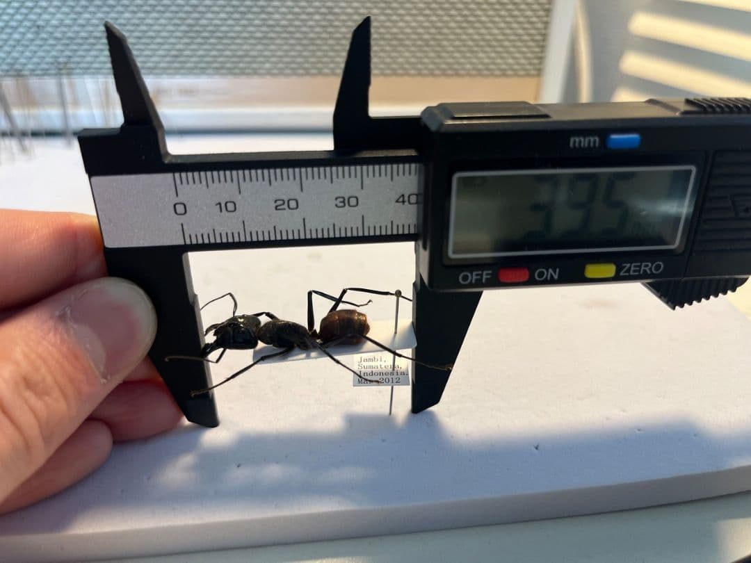 【蟻最大級】ギガスオオアリ 標本