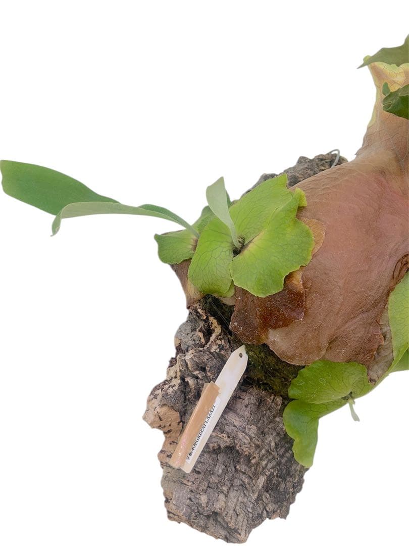 親株サイズ！P.'Suriyon' OC ビカクシダ　コウモリラン　スリヨン